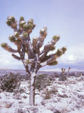 Joshua Trees Grow in the Foothills Leading to Mt Charleston  north of Las Vegas  Nevada  USA