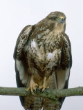 Buzzard  UK