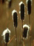 Cat Tails  Seedheads  Wyoming  USA