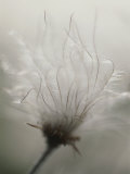 Dandelion Flower in Ivvavik National Park  Yukon Territory  Canada