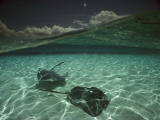 Two Stingrays Cruise the Shallows of the Caribbean Sea