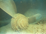 Starboard Propeller of the RMS "Titanic" Broken Off When the Ship Hit Bottom