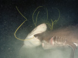 Sixgill Sharks Battle Outside of a Submersible