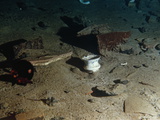 Ceramic Bowl and Other Debris from the RMS 