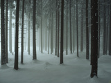 Snow Covers a Spruce Forest