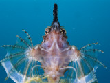 A Sea Moth Spreads its Spiny Fins Like a Fan