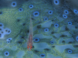 A one inch translucent goby rests atop a giant clam in the Coral Sea