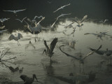 A Wood Ibis Alights Among Egrets in Mrazek Pond