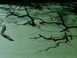 Slough Covered with Duckweed