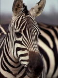 A Close View of a Plains Zebra