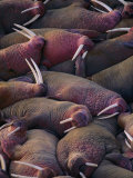 Walruses on the Beach