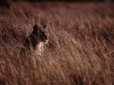 A Female African Lion Resting in Tall Grass