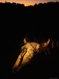 The Skull of a Buffalo Highlighted by a Shaft of Light