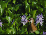 A Bird Peaks out of the Purple Gallinules