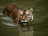 A Captive Sumatran Tiger Takes a Cooling Dip in the Water