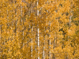 Aspens Showing Autumn Color on a Sunny Day