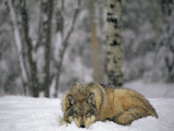 Gray Wolf in the New-Fallen Snow at the International Wolf Center