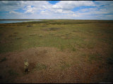A Utah Prairie Dog Pops out of His Burrow
