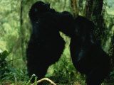 Two Gorillas Confront Each Other