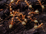 Green Tree Ants Attack an Intruder