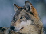 Gray Wolf at the International Wolf Center