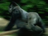 A Silverback Gorilla Runs Past the Crowds at the Zoo Atlanta