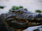 Crocodile in Motion