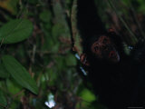 Vocalizing Chimpanzee