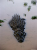 Crocodile Seen from Above