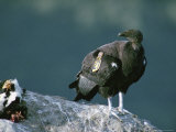 A Juvenile  Endangered California Condor Eyes a Calf Carcass