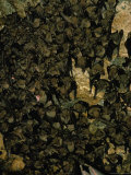 Flying Fox Bats Hanging Dormant in Cave