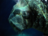 ET  a Ten-Year-Old Male Walrus at the Point Defiance Park Zoo