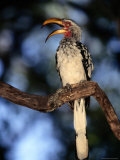 A Southern Yellow-Billed Hornbill Sits Perched on a Branch