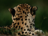 A Close View of the Back of an African Cheetahs Head