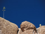 Plants Grow on the Surface of a Large Rock
