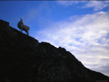 A Juvenile Dalls Sheep Climbs the Terrain of Alaska