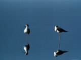 A View of a Pair of Black-Winged Stilts