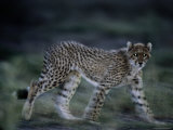The Eyes of an African Cheetah Glow as Twilight Falls in the Okavango Delta