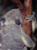 A Sleeping Koala Hugs a Branch
