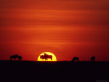 Wildebeests are Silhouetted against the Sun