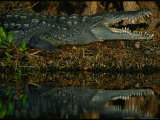 A Close View of an Endangered American Crocodile