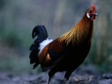 Close View of a Junglefowl