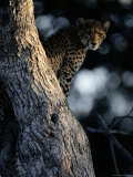 An African Cheetah Peers out from His Perch in a Large Tree