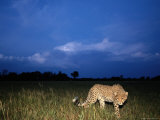 A Lone African Cheetah Prowls Through the Grass as Night Falls