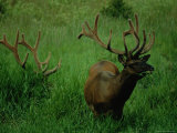 Elk Nibbling on Tall Grass