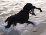 Black Labrador Running on Beach in Cape Cod  United States
