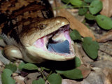 A Blue-Tongued Skink