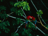 A Mated Pair of Red-And-Green Macaws Exhibit Bonding Behavior
