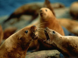 Two Steller Sea Lion Cows Argue over Territory