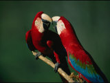 A Mated Pair of Red-And-Green Macaws Exhibit Bonding Behavior